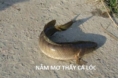 Mơ thấy cá lóc lên bờ ám chỉ bạn đang bị ai đó gây trở ngại
